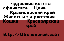 чудесные котята сфинксята  › Цена ­ 2 500 - Красноярский край Животные и растения » Кошки   . Красноярский край